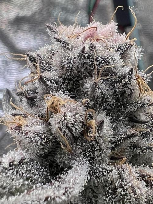 Super Boof + Trainwreck  (Coco organic). Week 13