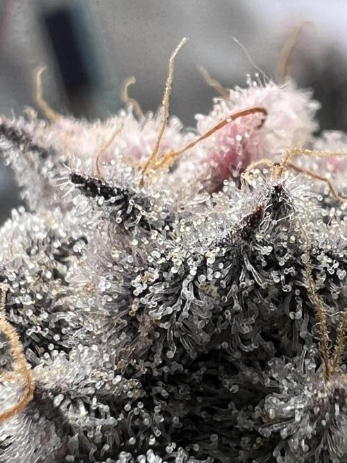 Super Boof + Trainwreck  (Coco organic). Week 13