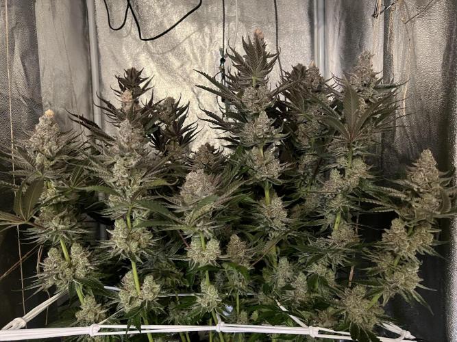 Super Boof + Trainwreck  (Coco organic). Week 14