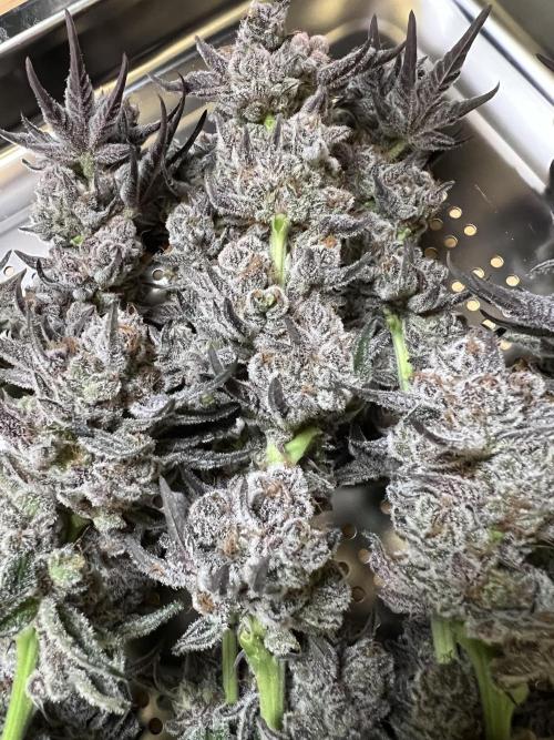 Super Boof + Trainwreck  (Coco organic). Week 14