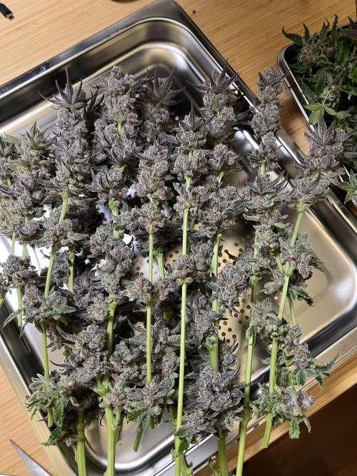 Super Boof + Trainwreck  (Coco organic). Week 14