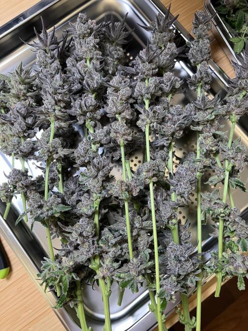 Super Boof + Trainwreck  (Coco organic). Week 14