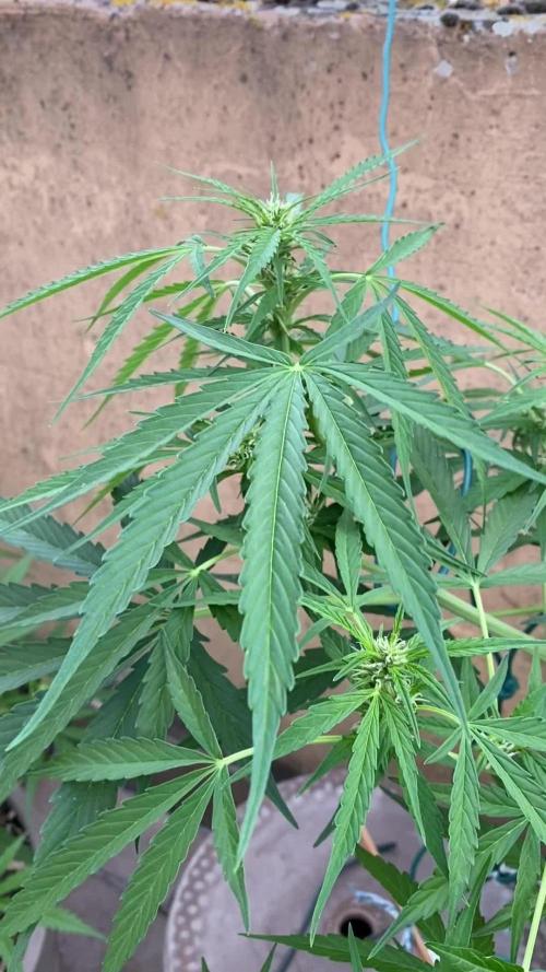 TB Strawberry Haze Auto - Terra Preta + water grow