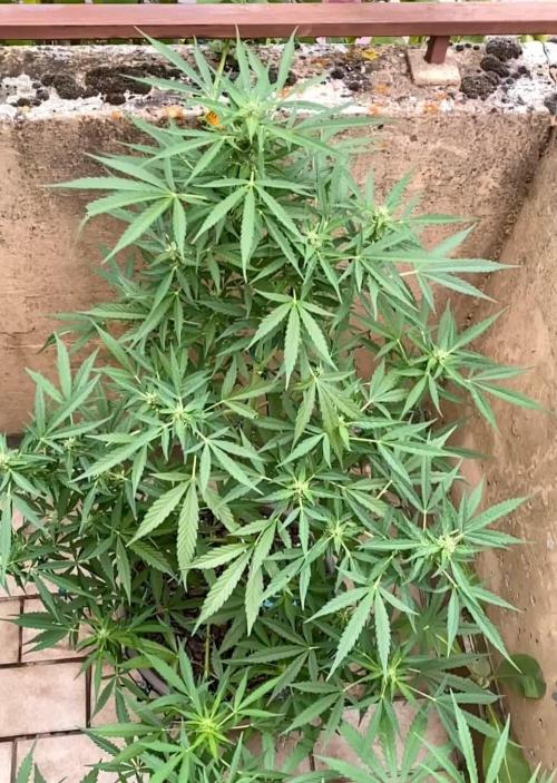 TB Strawberry Haze Auto - Terra Preta + water grow
