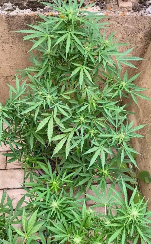 TB Strawberry Haze Auto - Terra Preta + water grow