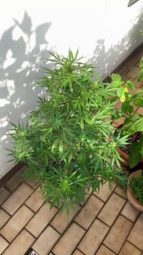 TB Strawberry Haze Auto - Terra Preta + water grow