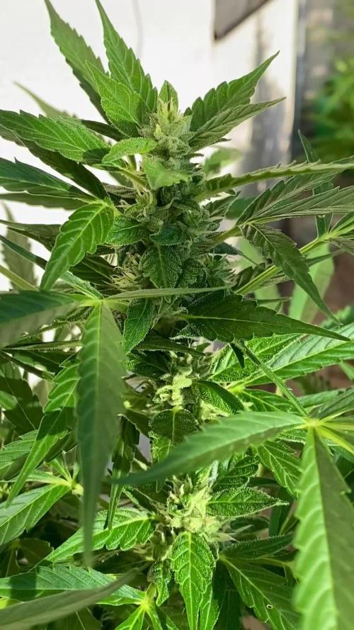TB Strawberry Haze Auto - Terra Preta + water grow