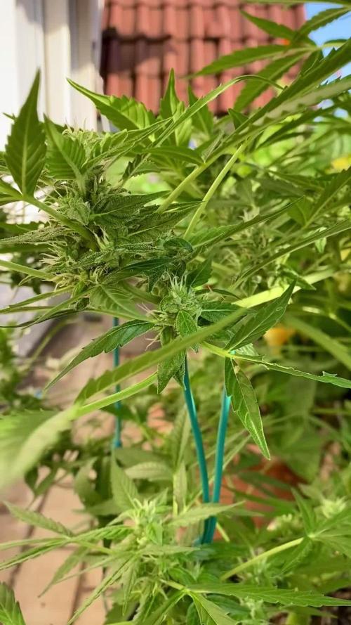 TB Strawberry Haze Auto - Terra Preta + water grow
