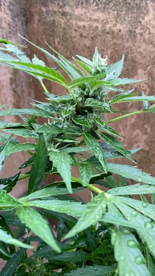 TB Strawberry Haze Auto - Terra Preta + water grow