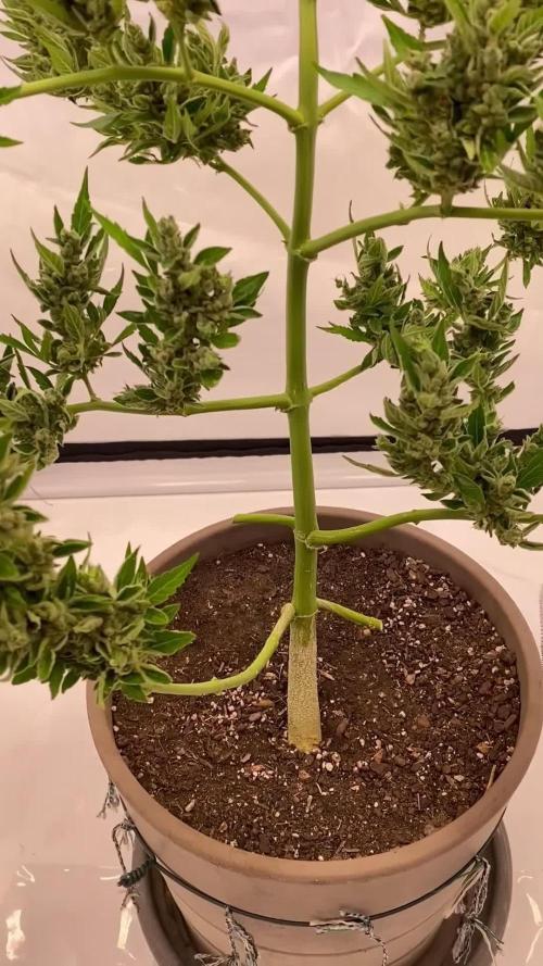 TB Strawberry Haze Auto - Terra Preta + water grow