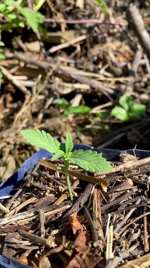 Shaman in Livingsoil