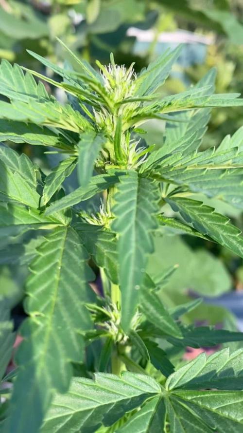 Auto Elephant in Livingsoil