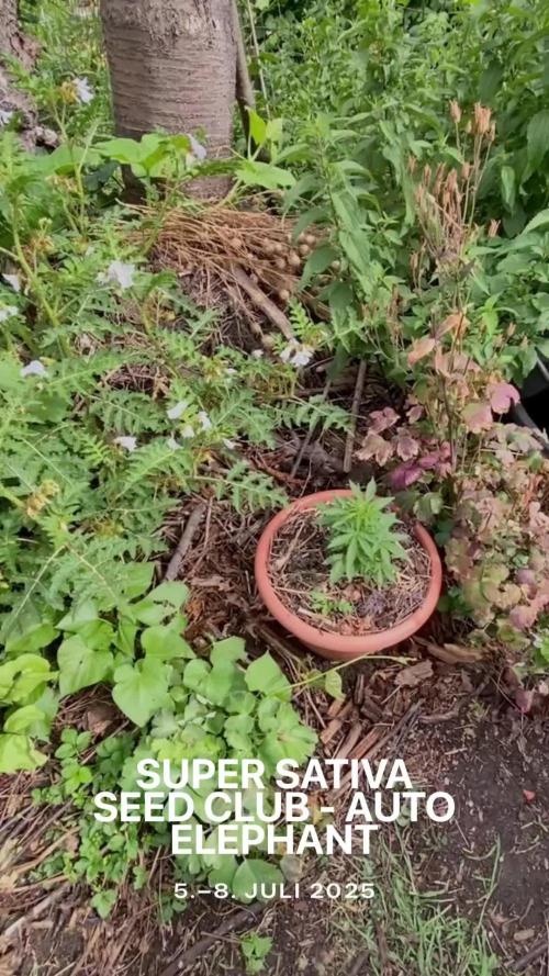 Auto Elephant in Livingsoil