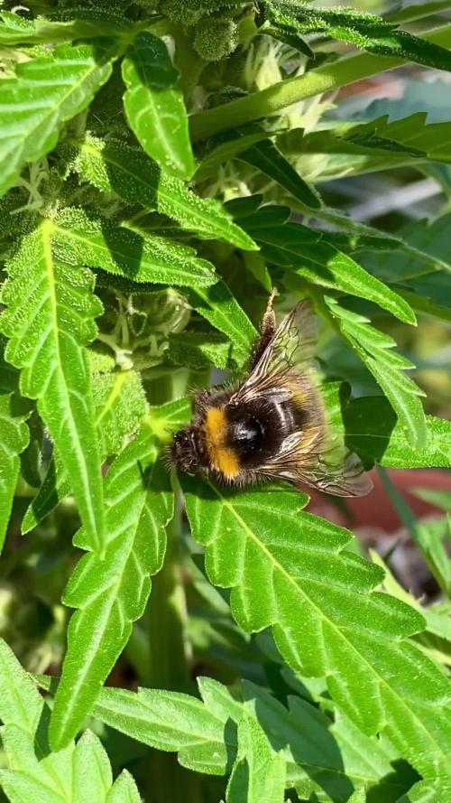 Auto Elephant in Livingsoil