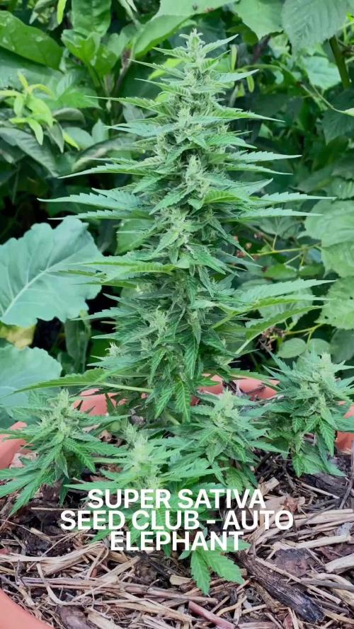 Auto Elephant in Livingsoil