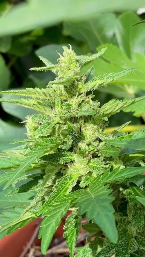 Auto Elephant in Livingsoil