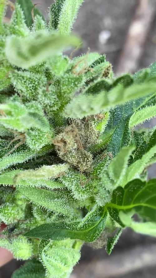 Auto Elephant in Livingsoil