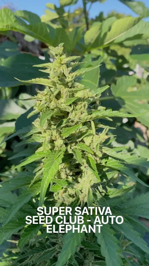 Auto Elephant in Livingsoil