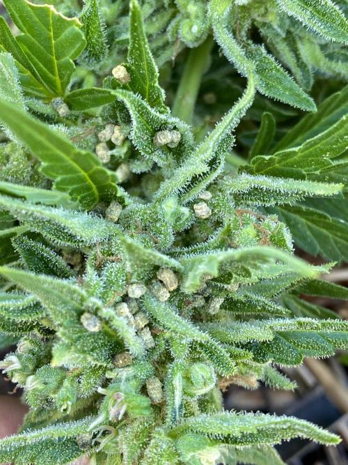Comfrey