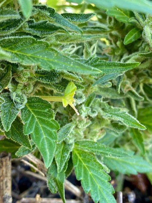 Comfrey