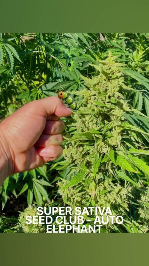 Auto Elephant in Livingsoil