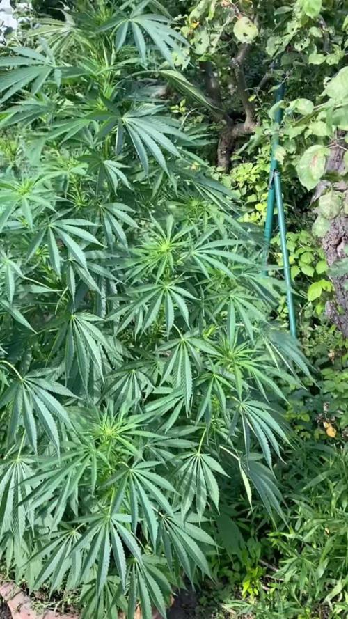 Shaman in Livingsoil