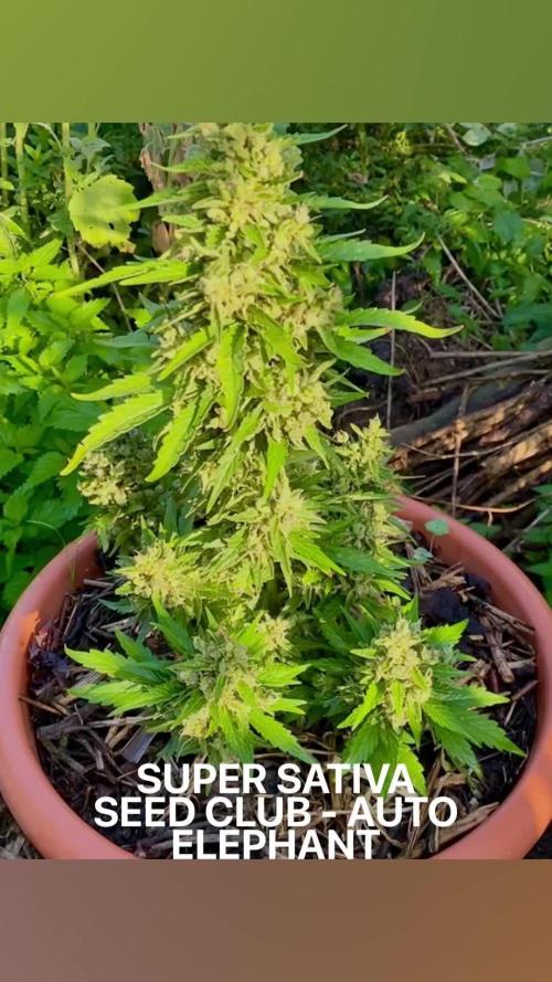 Auto Elephant in Livingsoil