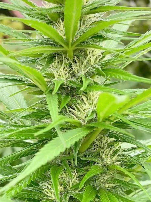 Shaman in Livingsoil