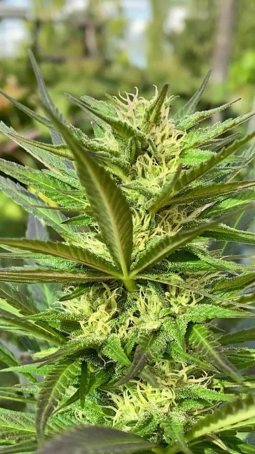 Shaman in Livingsoil