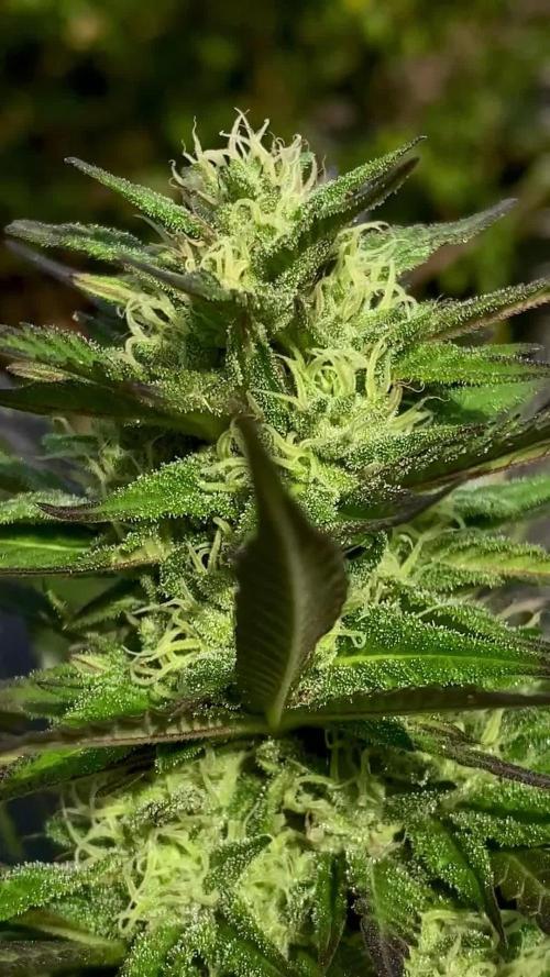 Shaman in Livingsoil