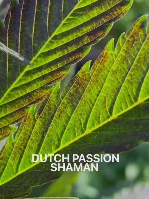 Shaman in Livingsoil