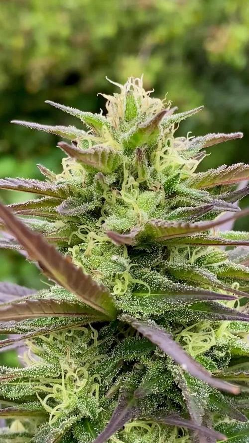 Shaman in Livingsoil