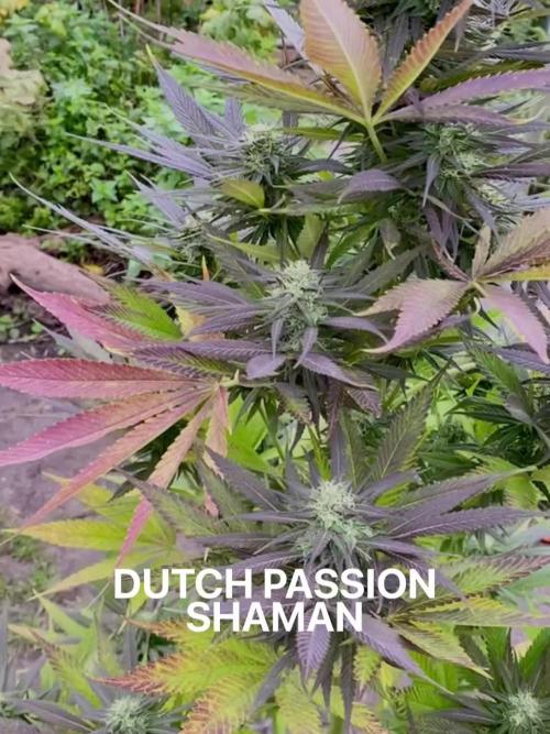 Shaman in Livingsoil