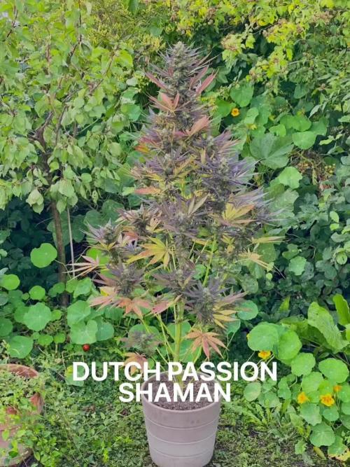 Shaman in Livingsoil