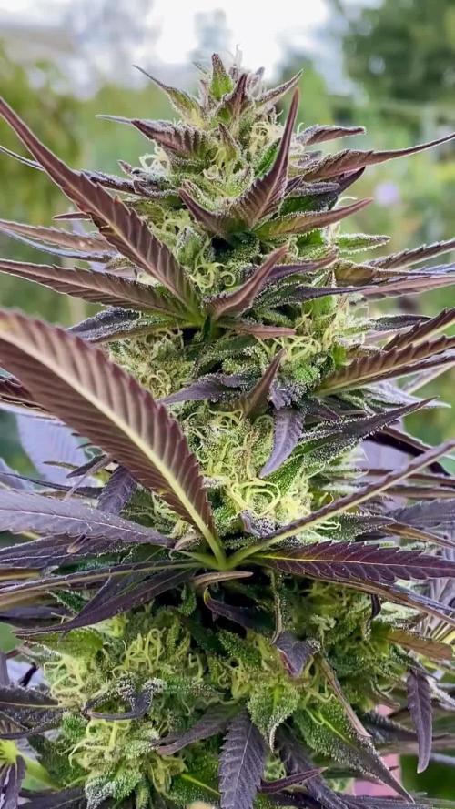 Shaman in Livingsoil