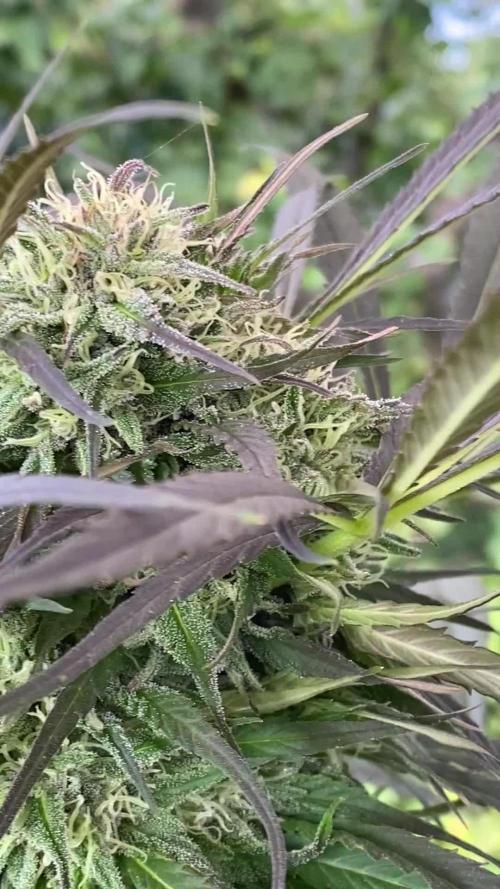 Shaman in Livingsoil