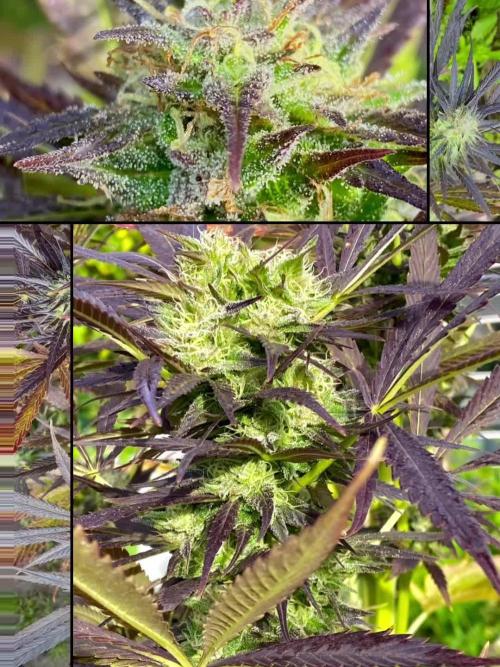 Shaman in Livingsoil