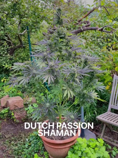 Shaman in Livingsoil