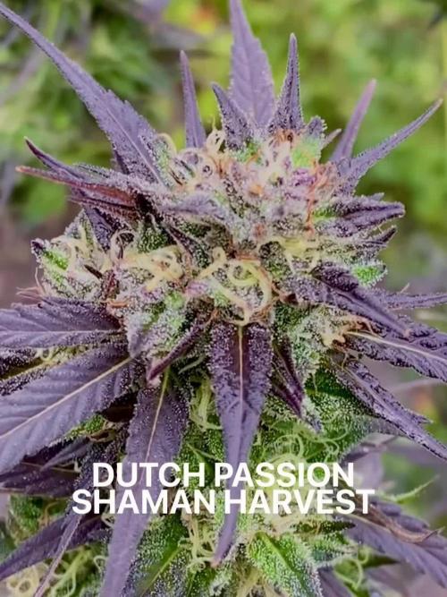 Shaman in Livingsoil