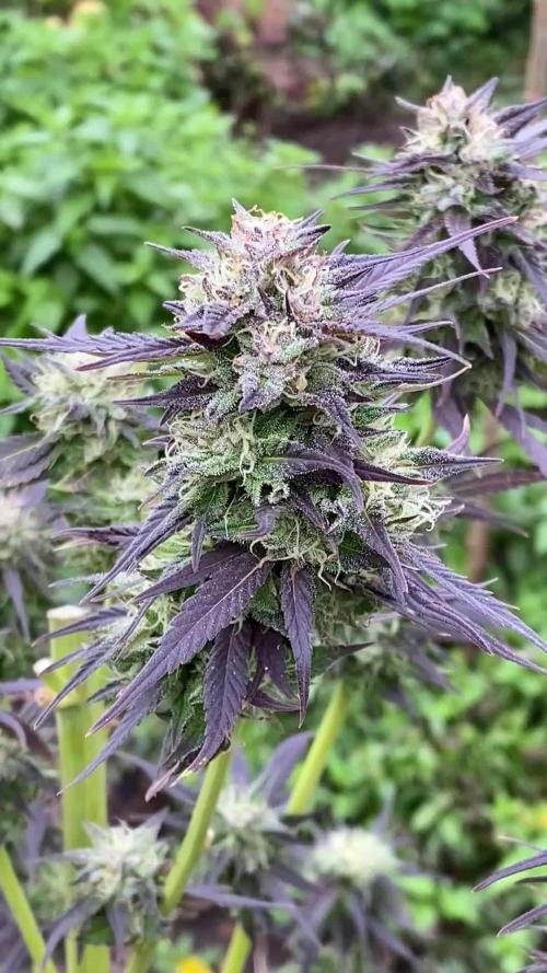 Shaman in Livingsoil