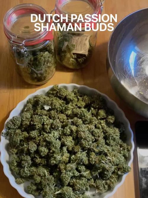 Shaman in Livingsoil