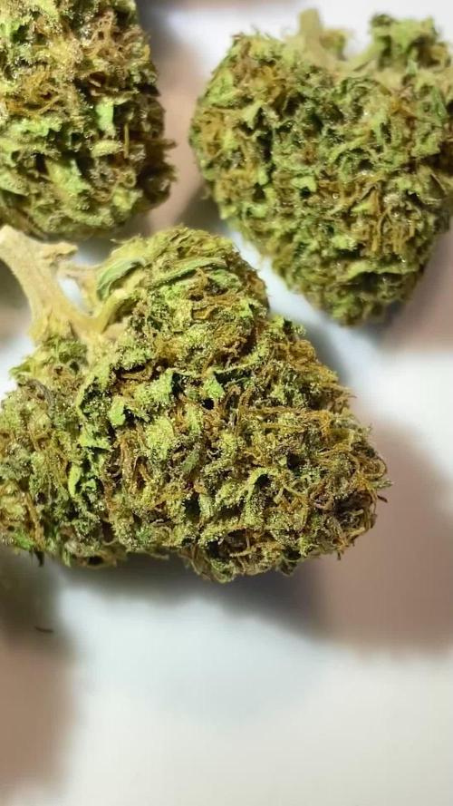 Shaman in Livingsoil