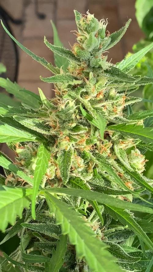 Green Poison XL Auto outdoor - Terra Preta + water grow