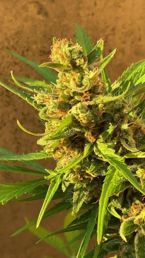 Green Poison XL Auto outdoor - Terra Preta + water grow