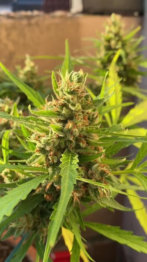 Green Poison XL Auto outdoor - Terra Preta + water grow