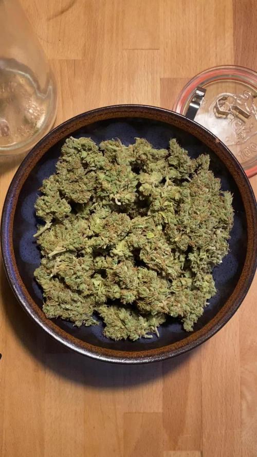 Green Poison XL Auto outdoor - Terra Preta + water grow