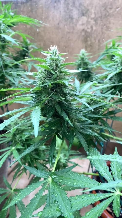 Purple Punch Auto outdoor - Terra Preta + water grow
