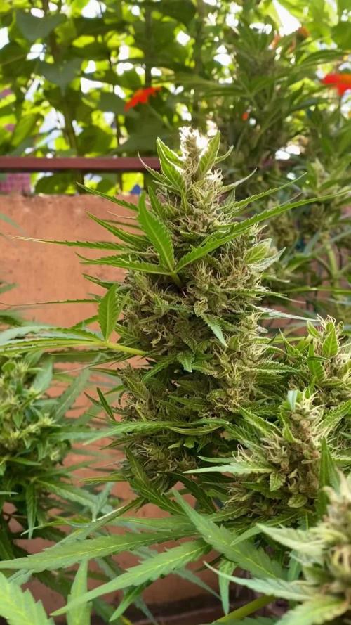 Purple Punch Auto outdoor - Terra Preta + water grow