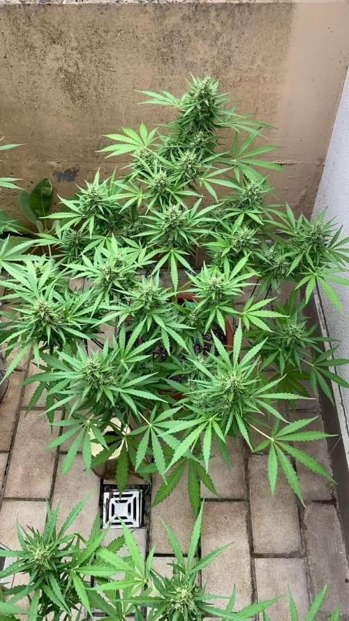 Purple Punch Auto outdoor - Terra Preta + water grow
