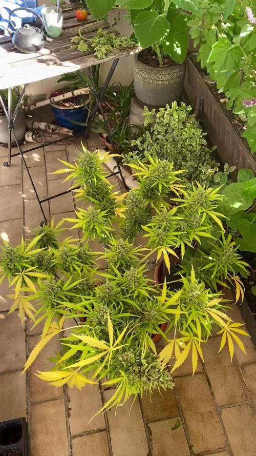 Purple Punch Auto outdoor - Terra Preta + water grow